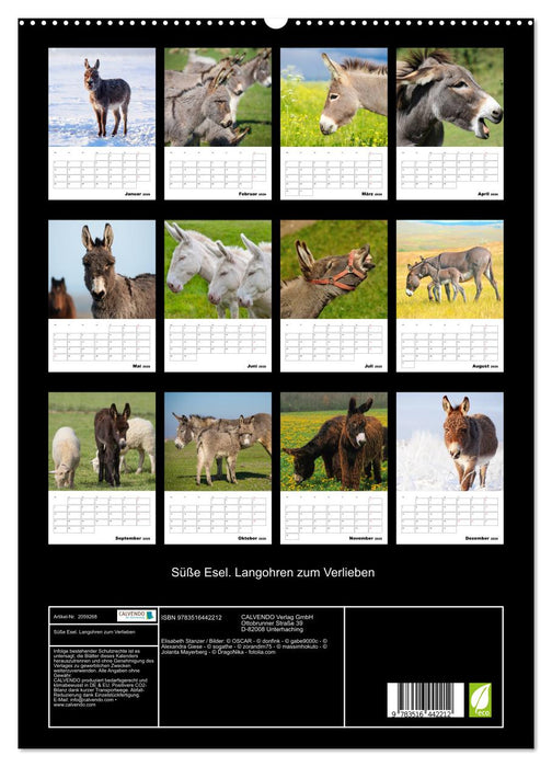 Süße Esel. Langohren zum Verlieben (CALVENDO Premium Wandkalender 2026)