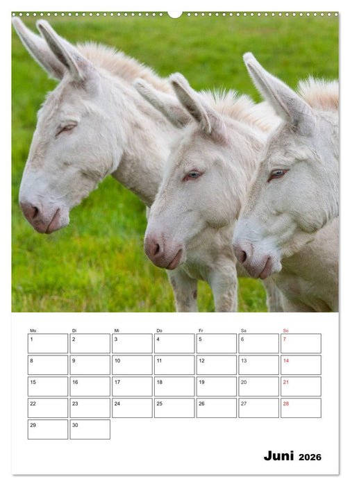 Süße Esel. Langohren zum Verlieben (CALVENDO Premium Wandkalender 2026)
