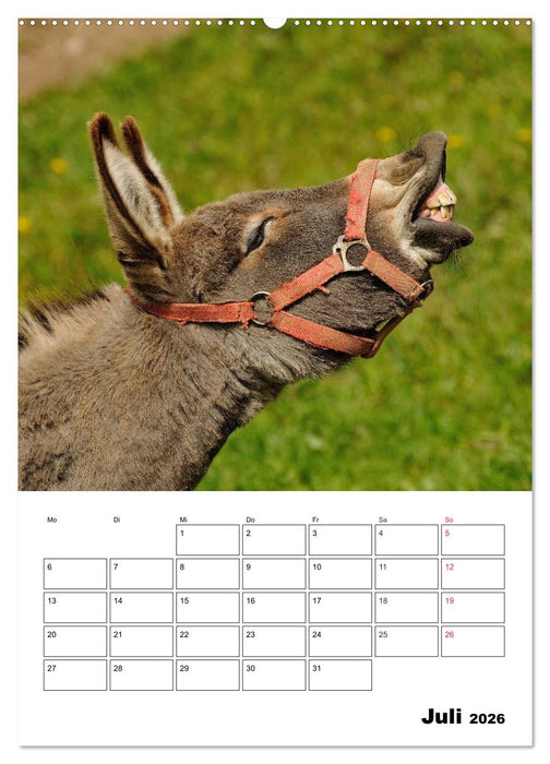 Süße Esel. Langohren zum Verlieben (CALVENDO Premium Wandkalender 2026)
