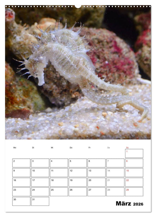 Zauberwelt. Fische, Korallen und Co. (CALVENDO Premium Wandkalender 2026)