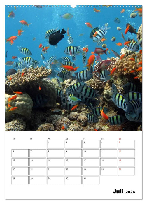 Zauberwelt. Fische, Korallen und Co. (CALVENDO Premium Wandkalender 2026)