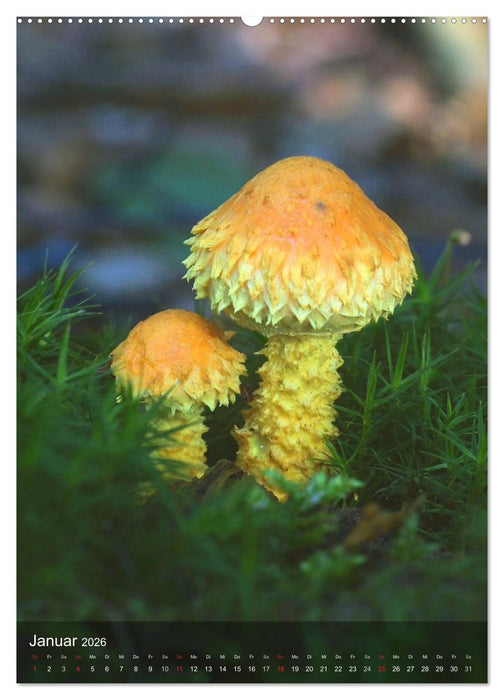 Kuriositäten aus der Welt der Pilze (CALVENDO Premium Wandkalender 2026)