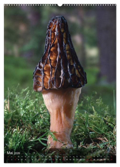 Kuriositäten aus der Welt der Pilze (CALVENDO Premium Wandkalender 2026)