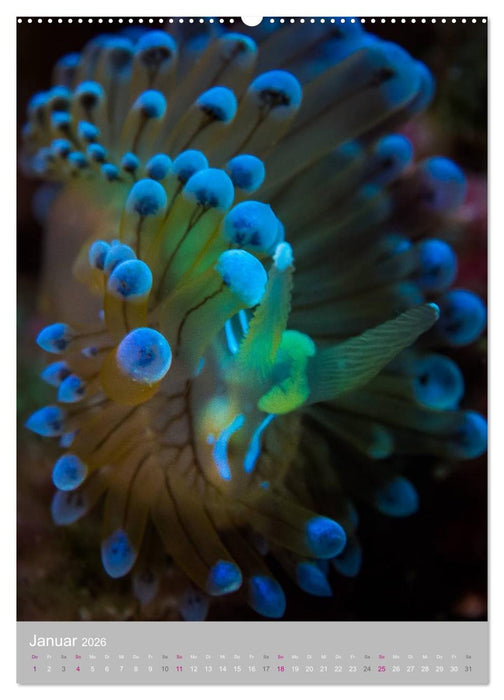 Nacktschnecken - Unterwasserwelt 2026 (CALVENDO Premium Wandkalender 2026)