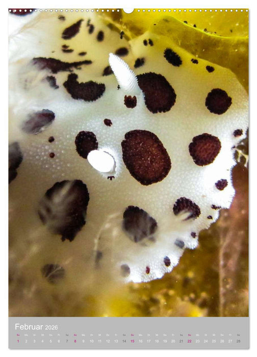 Nacktschnecken - Unterwasserwelt 2026 (CALVENDO Premium Wandkalender 2026)
