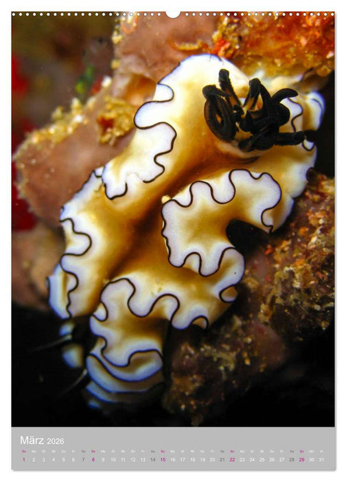 Nacktschnecken - Unterwasserwelt 2026 (CALVENDO Premium Wandkalender 2026)