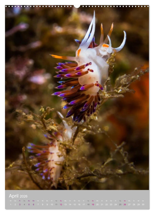 Nacktschnecken - Unterwasserwelt 2026 (CALVENDO Premium Wandkalender 2026)