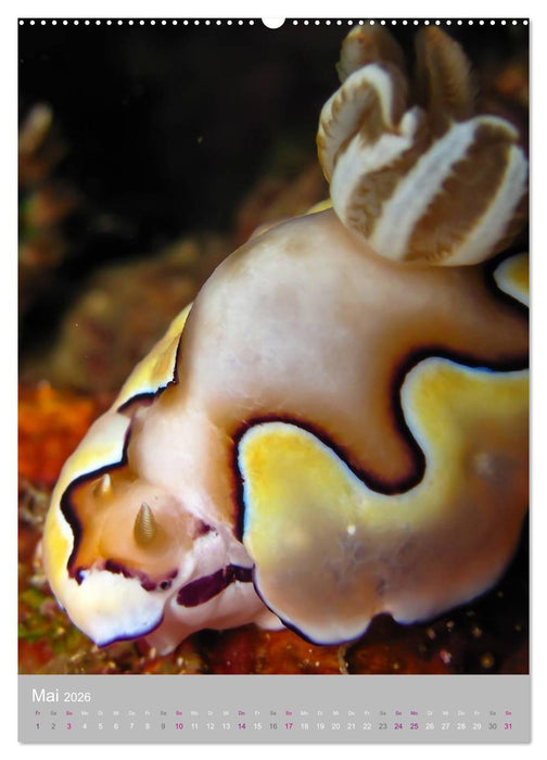 Nacktschnecken - Unterwasserwelt 2026 (CALVENDO Premium Wandkalender 2026)