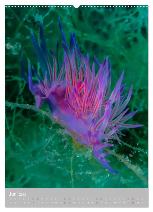 Nacktschnecken - Unterwasserwelt 2026 (CALVENDO Premium Wandkalender 2026)