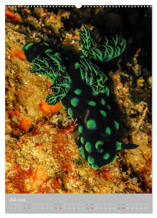 Nacktschnecken - Unterwasserwelt 2026 (CALVENDO Premium Wandkalender 2026)