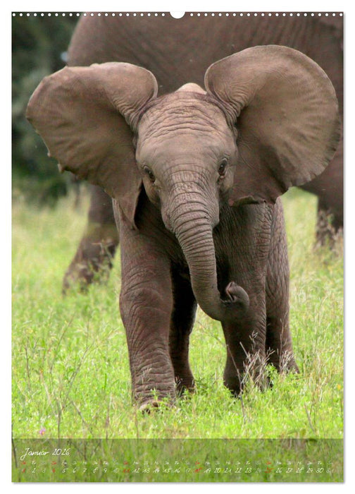 Die Kleinen mit der dicken Haut (CALVENDO Wandkalender 2026)