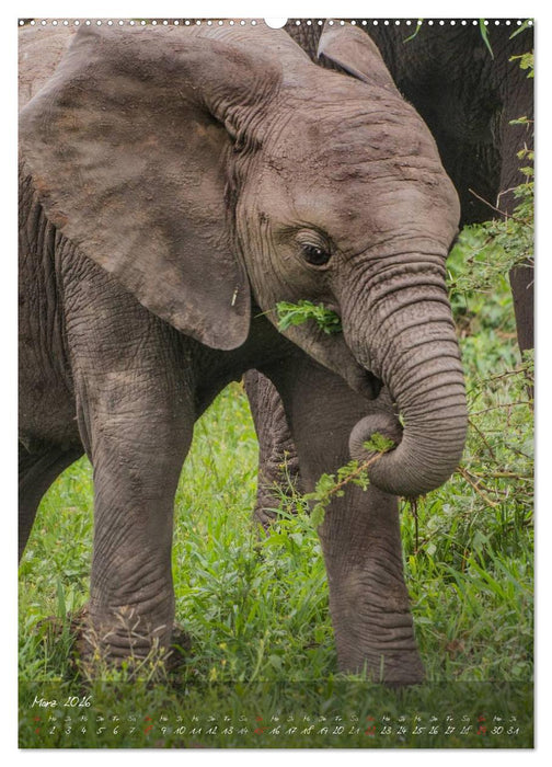Die Kleinen mit der dicken Haut (CALVENDO Wandkalender 2026)