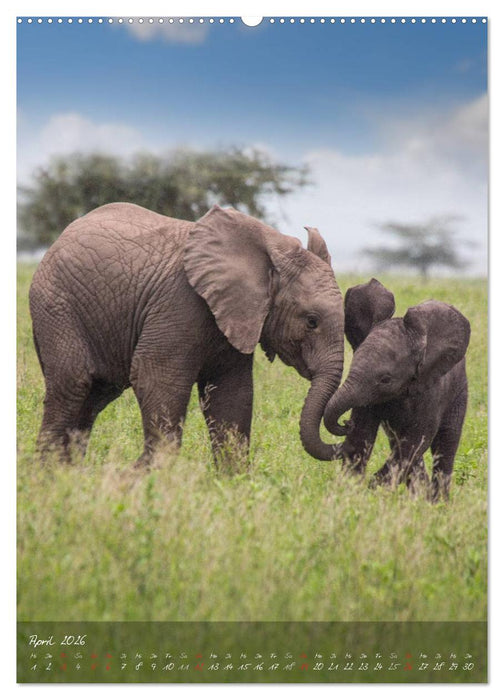 Die Kleinen mit der dicken Haut (CALVENDO Wandkalender 2026)