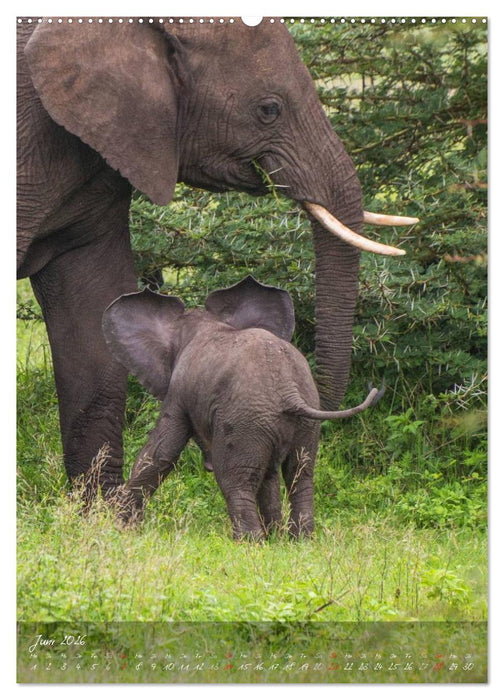 Die Kleinen mit der dicken Haut (CALVENDO Wandkalender 2026)