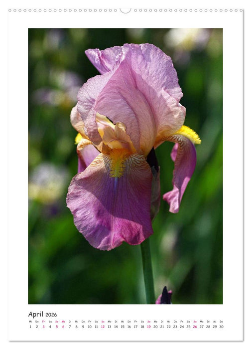 Traumhafte Iris (CALVENDO Premium Wandkalender 2026)