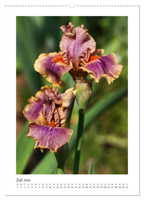 Traumhafte Iris (CALVENDO Premium Wandkalender 2026)