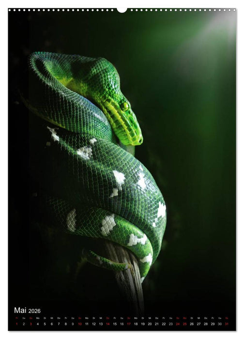 Schlangen im Lichtfenster des Dschungels (CALVENDO Premium Wandkalender 2026)