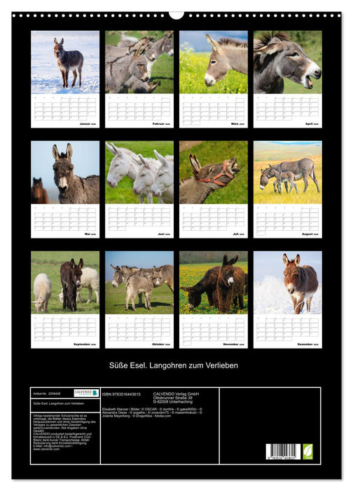 Süße Esel. Langohren zum Verlieben (CALVENDO Wandkalender 2026)