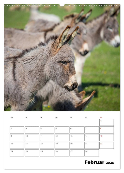 Süße Esel. Langohren zum Verlieben (CALVENDO Wandkalender 2026)