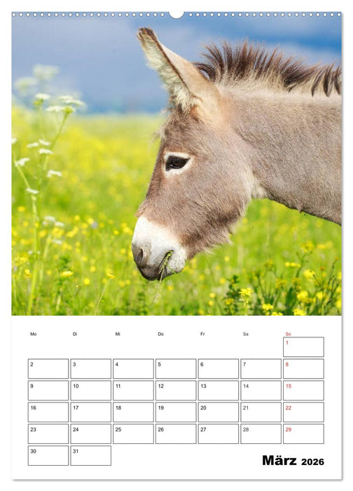 Süße Esel. Langohren zum Verlieben (CALVENDO Wandkalender 2026)