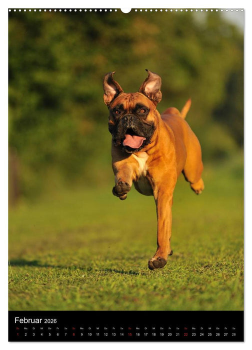 Boxer? Na klar! (CALVENDO Premium Wandkalender 2026)