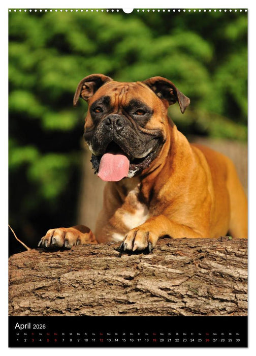 Boxer? Na klar! (CALVENDO Premium Wandkalender 2026)