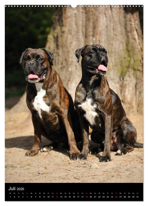 Boxer? Na klar! (CALVENDO Premium Wandkalender 2026)