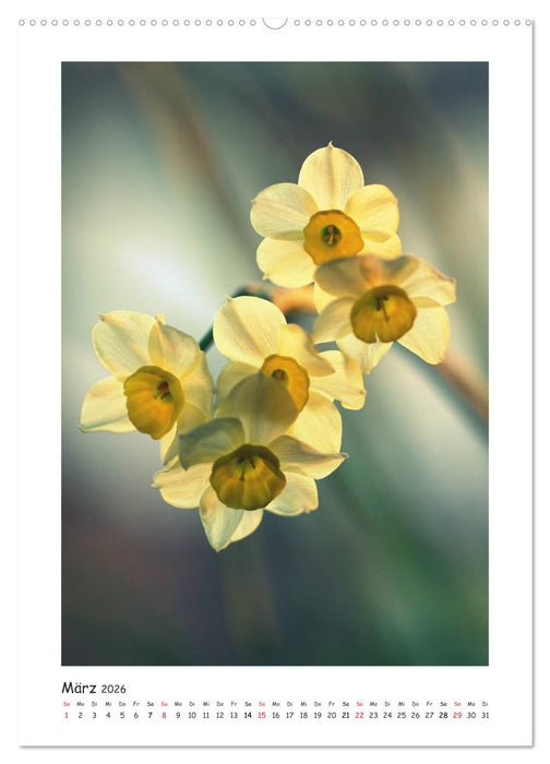 Lichtfänger (CALVENDO Premium Wandkalender 2026)