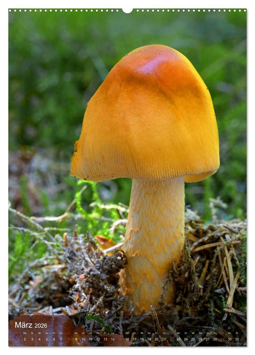 Kuriositäten aus der Welt der Pilze (CALVENDO Wandkalender 2026)