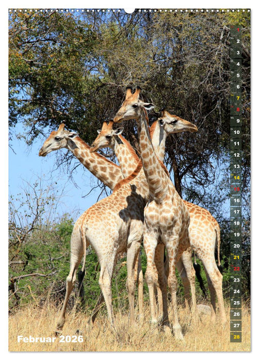 Giraffen - Anmut und Sanftheit (CALVENDO Premium Wandkalender 2026)