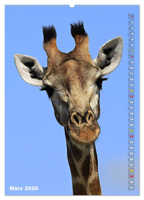 Giraffen - Anmut und Sanftheit (CALVENDO Premium Wandkalender 2026)