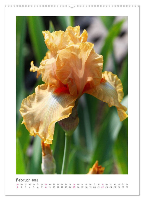 Traumhafte Iris (CALVENDO Wandkalender 2026)