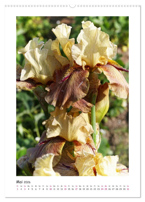 Traumhafte Iris (CALVENDO Wandkalender 2026)