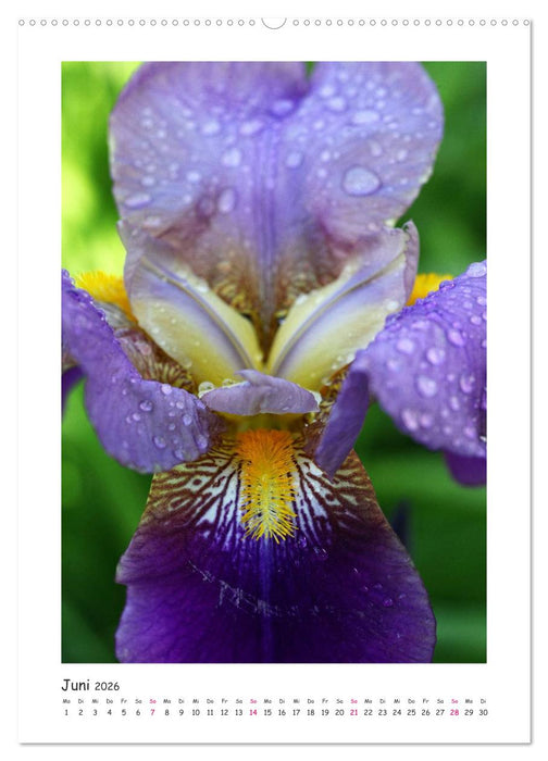 Traumhafte Iris (CALVENDO Wandkalender 2026)