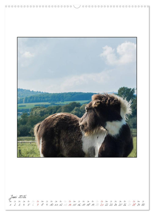 Nachwuchs bei den Islandpferden (CALVENDO Premium Wandkalender 2026)