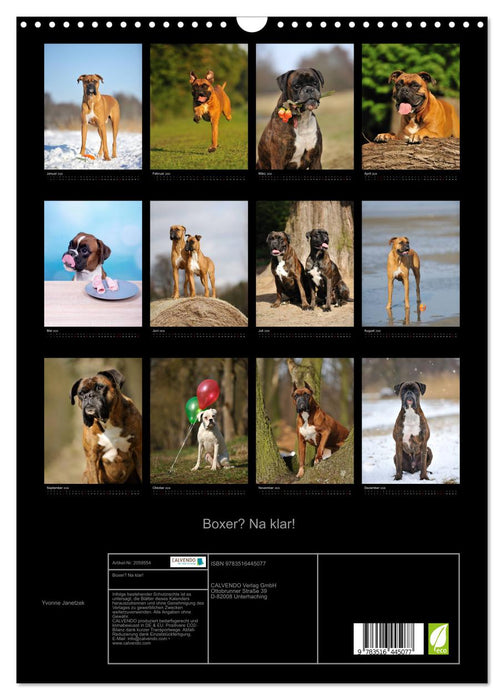 Boxer? Na klar! (CALVENDO Wandkalender 2026)