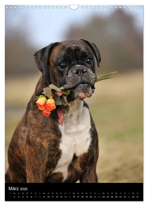 Boxer? Na klar! (CALVENDO Wandkalender 2026)