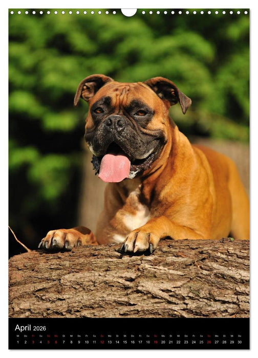 Boxer? Na klar! (CALVENDO Wandkalender 2026)