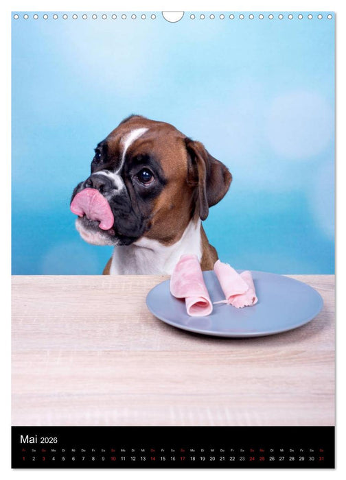 Boxer? Na klar! (CALVENDO Wandkalender 2026)