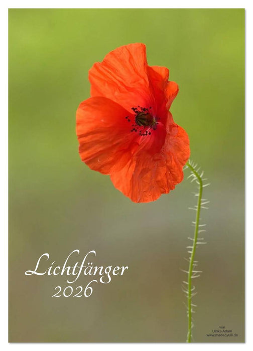 Lichtfänger (CALVENDO Wandkalender 2026)