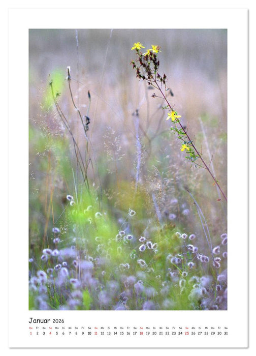 Lichtfänger (CALVENDO Wandkalender 2026)