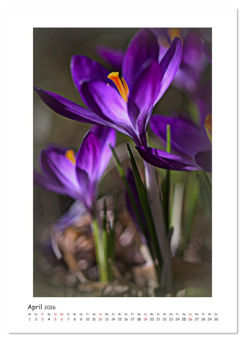 Lichtfänger (CALVENDO Wandkalender 2026)