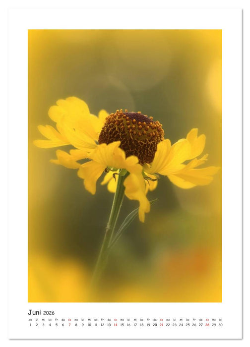 Lichtfänger (CALVENDO Wandkalender 2026)