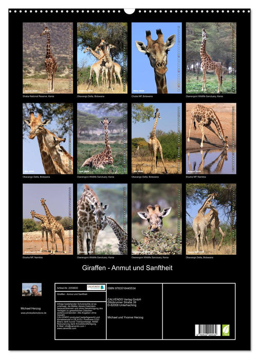 Giraffen - Anmut und Sanftheit (CALVENDO Wandkalender 2026)