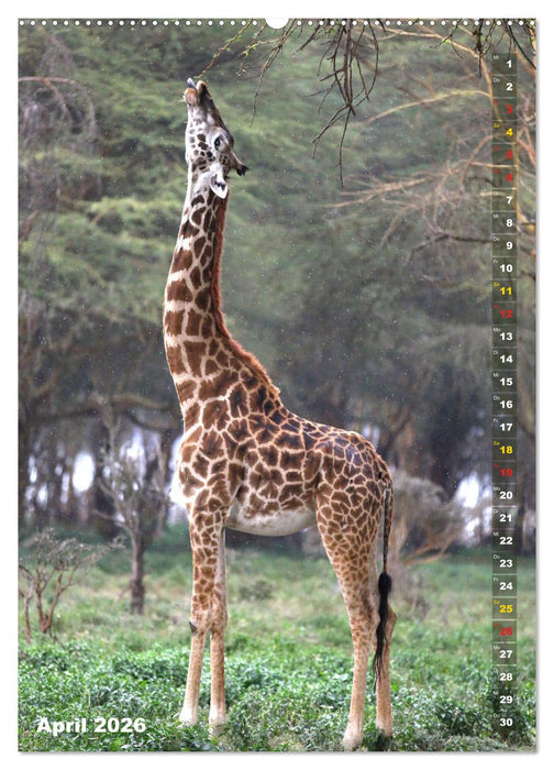 Giraffen - Anmut und Sanftheit (CALVENDO Wandkalender 2026)