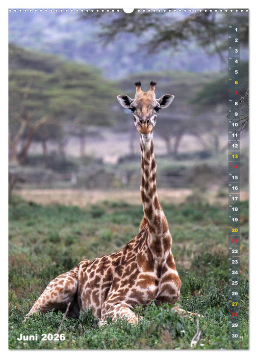Giraffen - Anmut und Sanftheit (CALVENDO Wandkalender 2026)