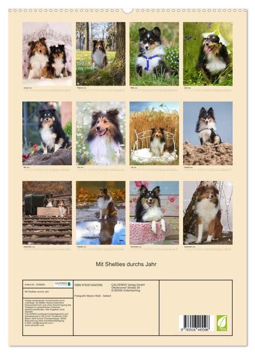 Mit Shelties durchs Jahr (CALVENDO Premium Wandkalender 2026)