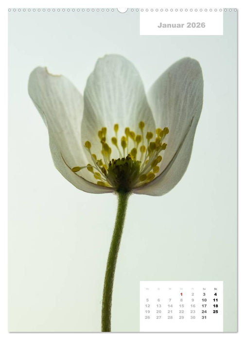 Schnittblumen 2026 (CALVENDO Premium Wandkalender 2026)