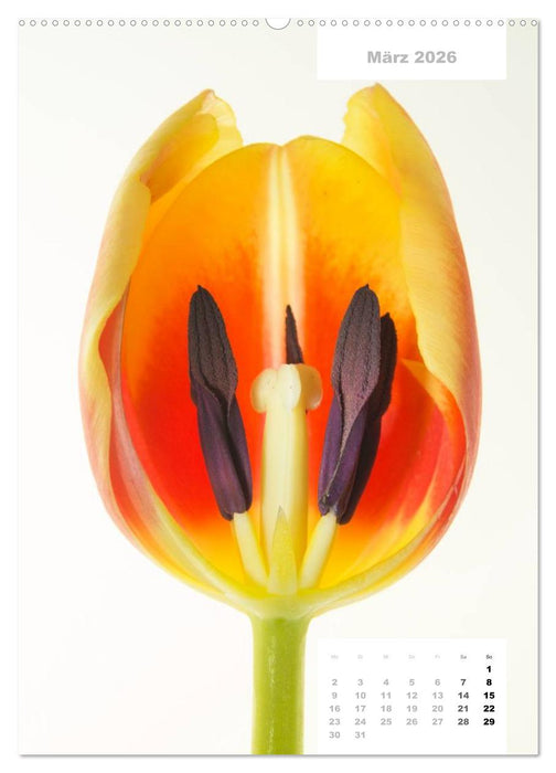 Schnittblumen 2026 (CALVENDO Premium Wandkalender 2026)