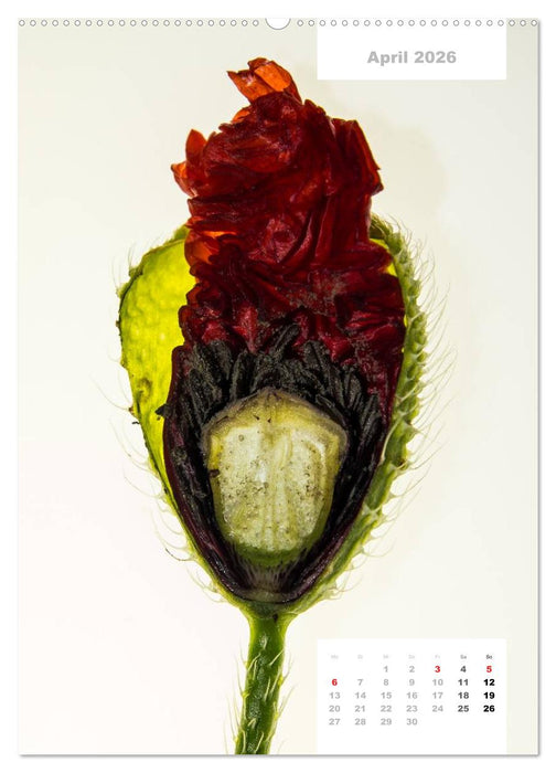 Schnittblumen 2026 (CALVENDO Premium Wandkalender 2026)